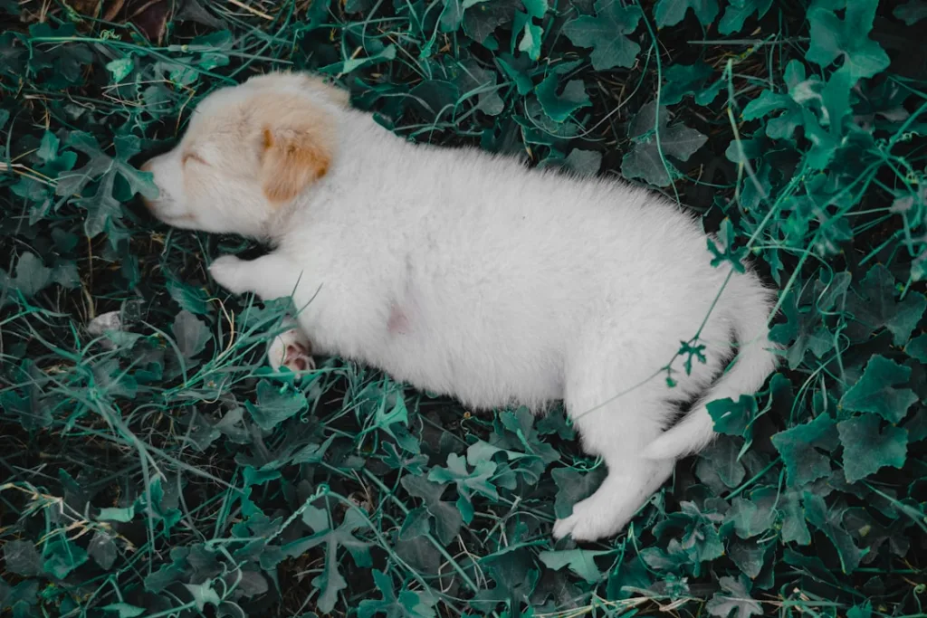 how to identify puppy mills