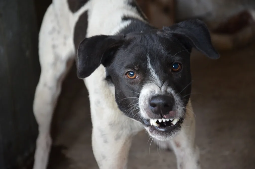 animal abuse and domestic violence